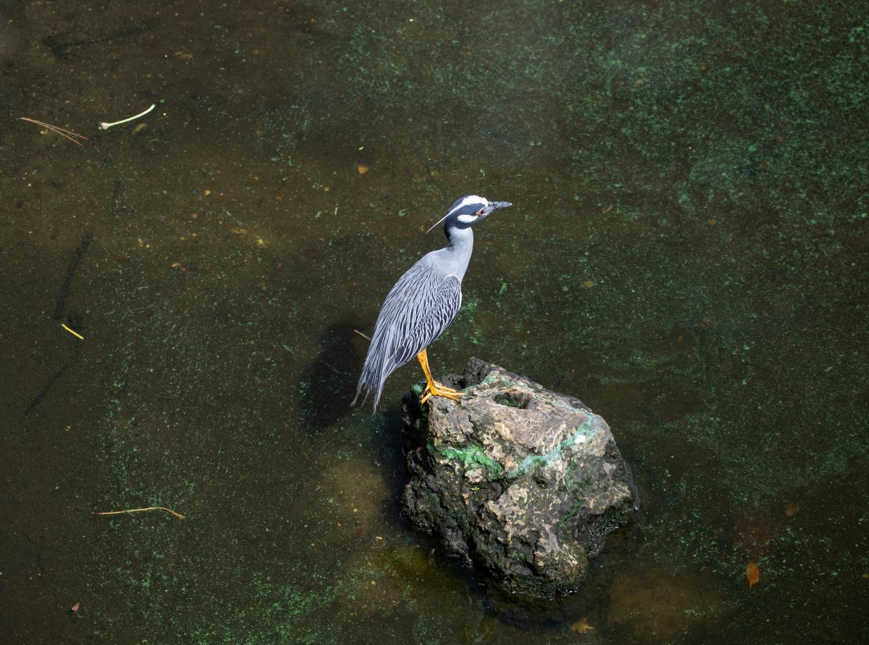 A yellow crowned night heron stands on a rock at Franklin Locks on Monday, June 5, 2023. Algae is visible in some area of the lock.  