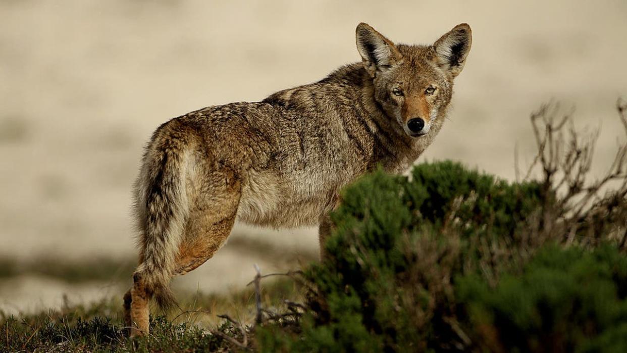 <div>A coyote walks through the sand dunes during the first round of the AT&T Pebble Beach National Pro-Am at at the Spyglass Hill Golf Course on February 11, 2010 in Pebble Beach, California. (Photo by Ezra Shaw/Getty Images)</div> <strong>(Getty Images)</strong>