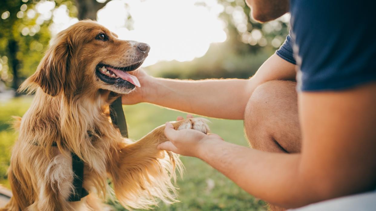  Golden Retriever shaking the hand of male owner in the park 