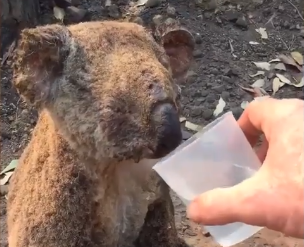 Heartbreaking footage has shown an injured koala getting rescued (Koala Hospital Port Macquarie)