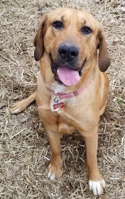 Ella loves to toss balls around in her play yard.