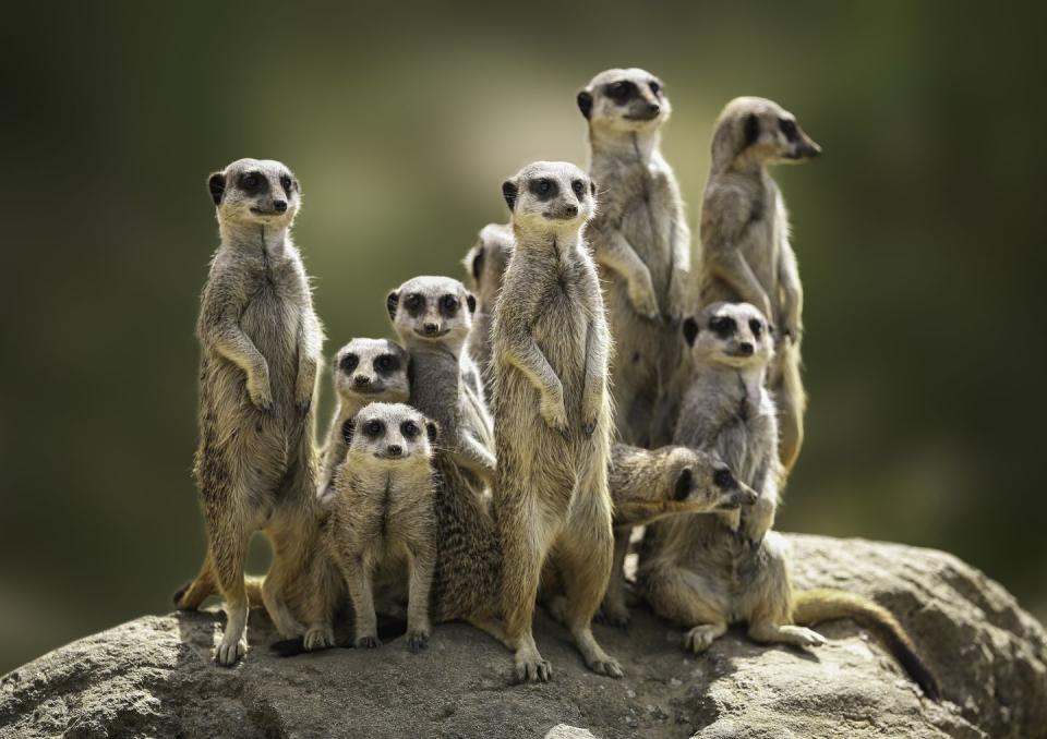 <p>Are you as curious as a meerkat? Cotswold Wildlife Park have two live animal cameras, one for their <strong>meerkats</strong> and one for their <strong>penguins</strong>.</p><p><a class="link " href="https://www.cotswoldwildlifepark.co.uk/animals-gardens/web-cams/" rel="nofollow noopener" target="_blank" data-ylk="slk:WATCH NOW;elm:context_link;itc:0;sec:content-canvas">WATCH NOW</a></p>