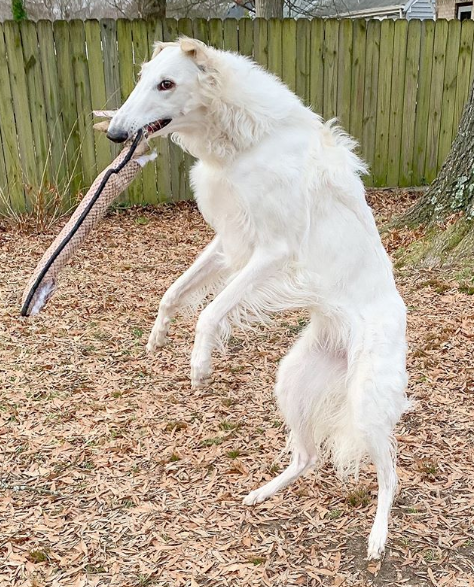 Eris the Russian Wolfhound is pictured standing on her hind legs while holding something in her mouth.