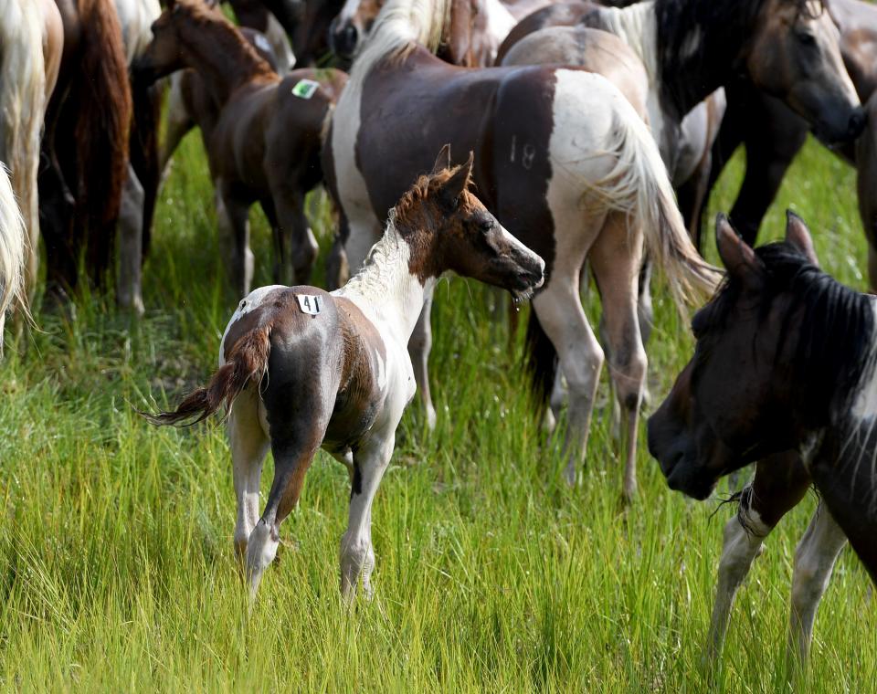 97th Chincoteague Pony Swim Wednesday, July 27, 2022, in Chincoteague, Virginia.