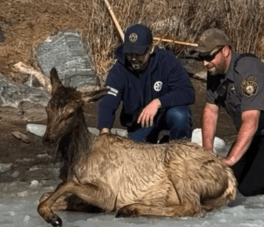 Elk falls through ice