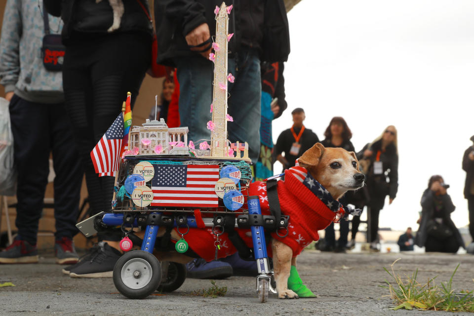 NYC pups in cute and creative costumes for annual Halloween Dog Parade