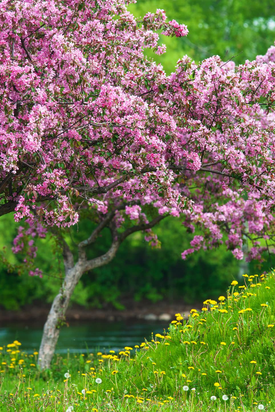 crab apple trees in full bloom, pink blossoms, yellow dandelion flowers and green grass