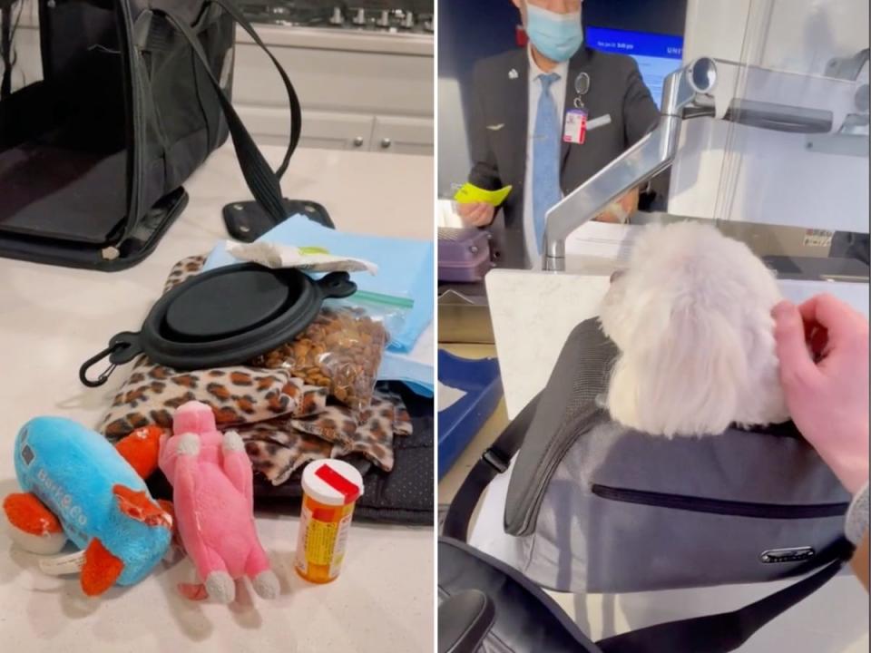 Everything Jennifer brings the dog for their flight, left. A dog at an airline check-in counter, right.