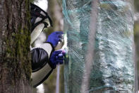 Wearing a protective suit, Washington State Department of Agriculture entomologist Chris Looney fills a tree cavity with carbon dioxide after vacuuming a nest of Asian giant hornets from inside it Saturday, Oct. 24, 2020, in Blaine, Wash. Scientists in Washington state discovered the first nest earlier in the week of so-called murder hornets in the United States and worked to wipe it out Saturday morning to protect native honeybees. Workers with the state Agriculture Department spent weeks searching, trapping and using dental floss to tie tracking devices to Asian giant hornets, which can deliver painful stings to people and spit venom but are the biggest threat to honeybees that farmers depend on to pollinate crops. (AP Photo/Elaine Thompson)