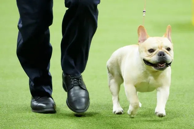 Winston, a French bulldog, competes in the Westminster Kennel Club Dog Show in 2023.