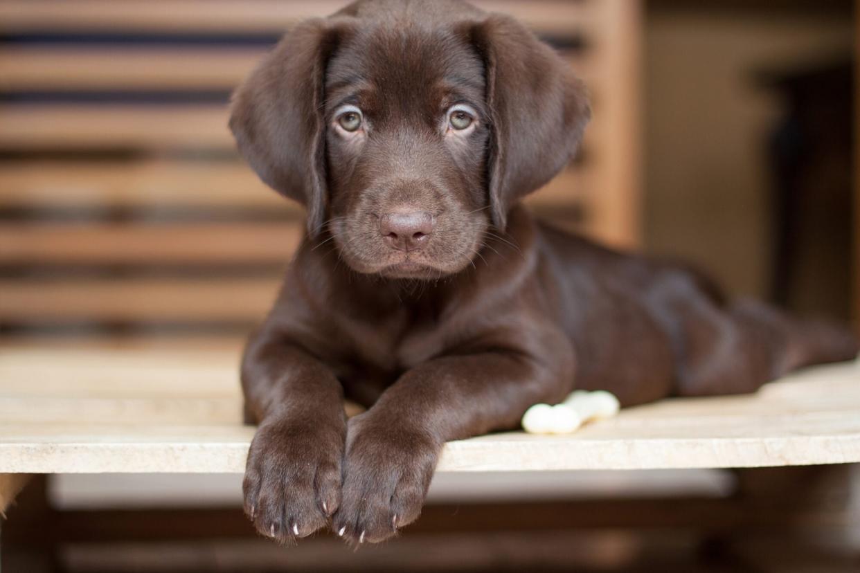 chocolate lab puppy