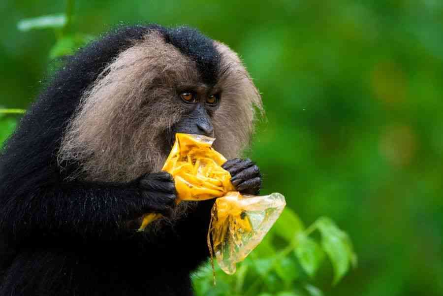 Single-use Sins: In Valparai, Tamil Nadu, a lion-tailed macaque rips into a single-use packet filled with curry. This incredible, distinctive species is endemic to small pockets of the Western Ghats. It dwells in the rainforest and primary eats, or should eat, fruit. But with forests getting degraded and fragmented, and with garbage piling up, it is being forced to change its habits. Researchers say that these macaques are spending more time on the ground and having negative interactions with humans – including raiding homes and foraging for human food. 