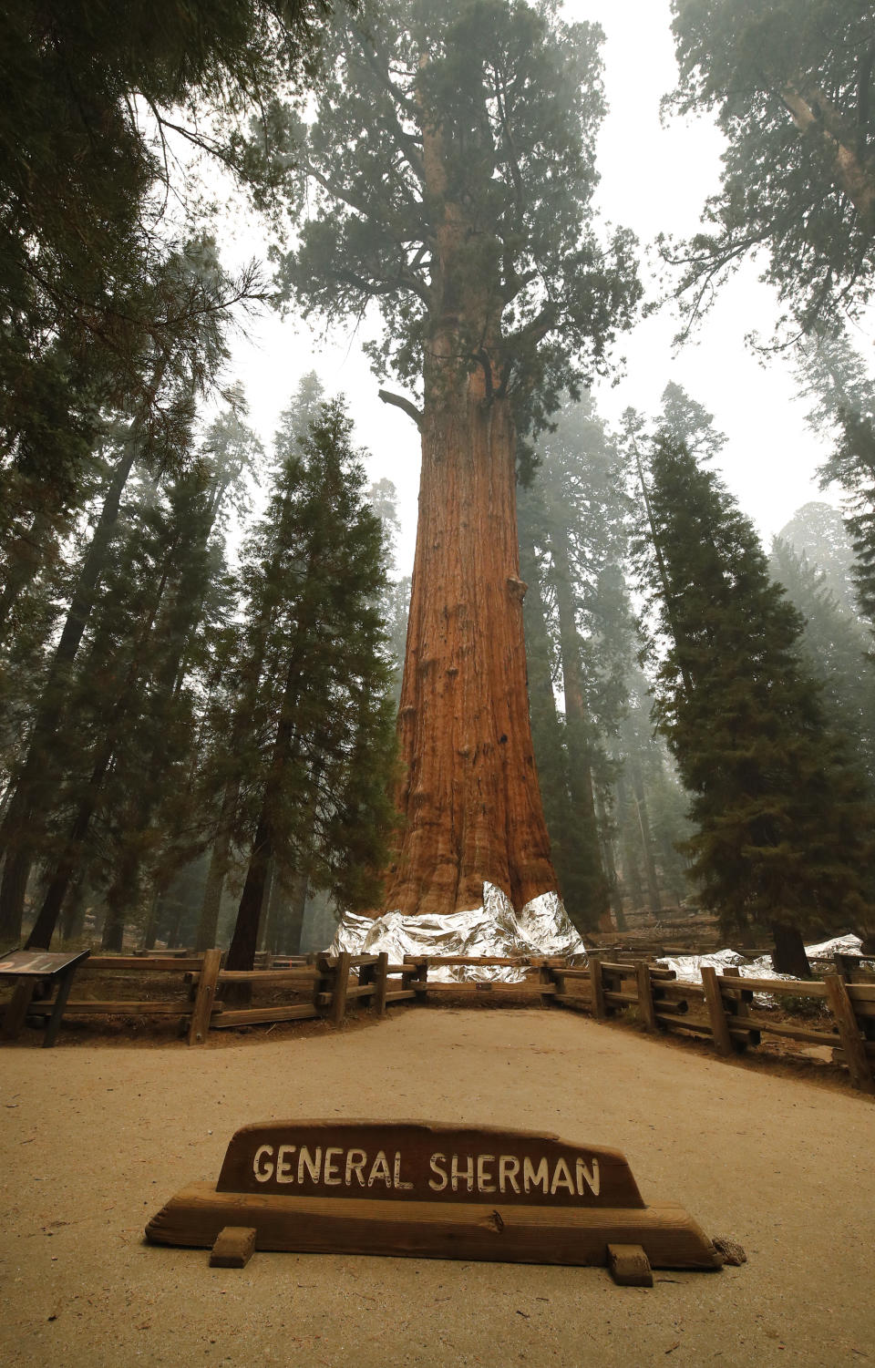 The historic General Sherman tree is protected from fires by structure wrap at Sequoia National Park, Calif., Wednesday, Sept. 22, 2021. (AP Photo/Gary Kazanjian)
