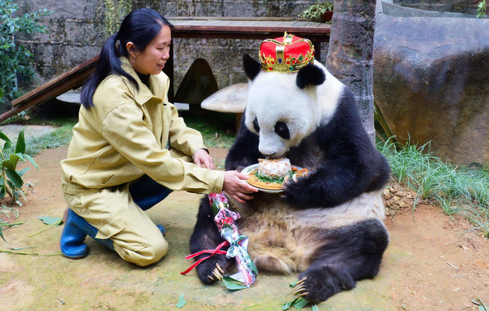 <p>Giant Panda Basi celebrates her 35th birthday at the Panda Research and Exchange centre in Fuzhou, Fujian Province, China. (Xinhua/Rex)</p>