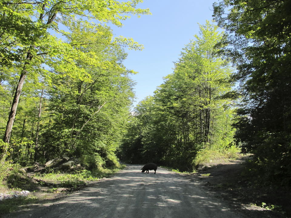 A pig that escaped from a Vermont farm's fencing walks across a road in Orange, Vt, on Thursday, Aug. 29, 2019. Farmer Walter Jeffries of Sugar Mountain Farm says most of the 250 pigs that escaped earlier this month are back and the fence, which he said was damaged by vandals, has been fixed. (AP Photo/Lisa Rathke)