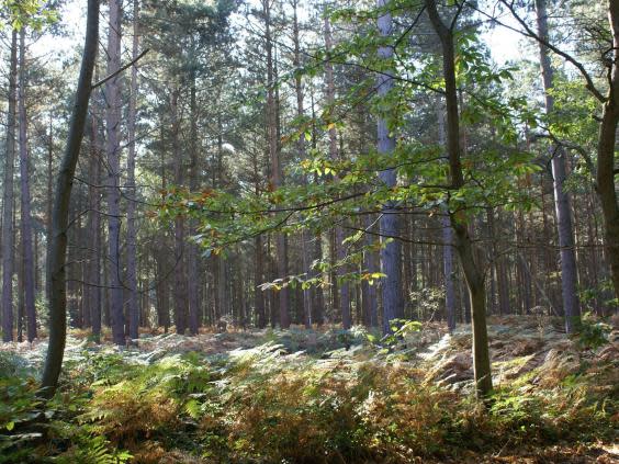 Blean Woods, near Canterbury, Kent, where Bison are being introduced in a project led by Kent Wildlife Trust and the Wildwood Trust to restore ancient habitat and wildlife. (Ray Lewis/Kent Wildlife Trust/PA)