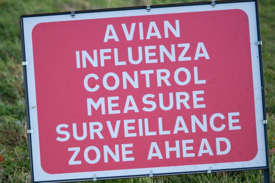 There are currently two disease control zones around Bexhill and Hastings in East Sussex due to outbreaks of avian flu (Joe Giddens/PA) (PA Archive)