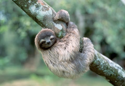 The Scots found sloths, not paradise - Credit: GETTY