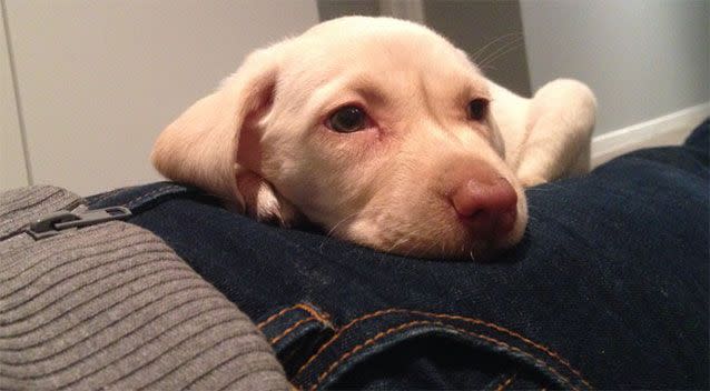 Police  released images of the eight-week-old puppy after she was taken. Picture: Victoria Police