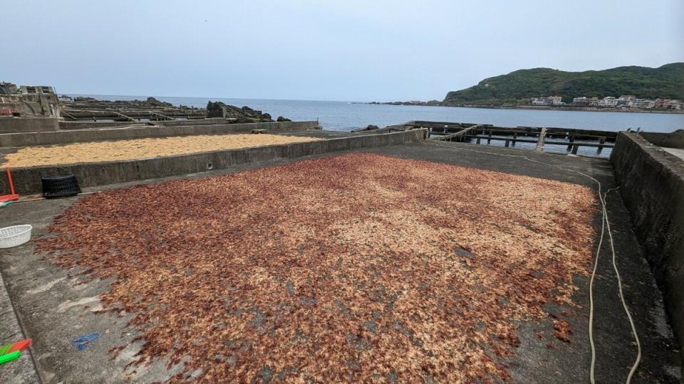 日光浴中的石花菜。   圖：新北市漁業處提供