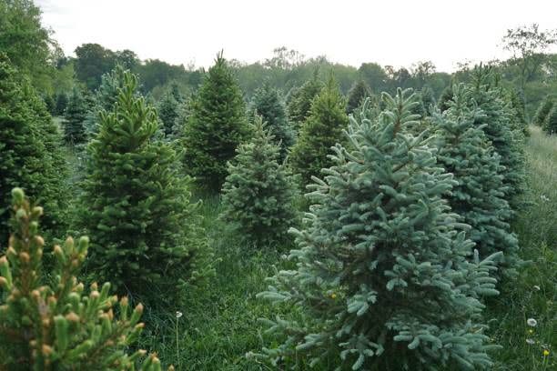 Illinois: Ben's Christmas Tree Farm, Harvard