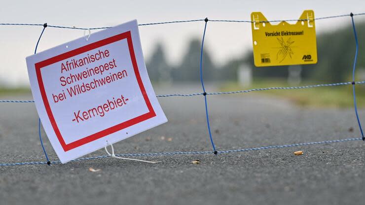 Das bundesweit erste Auftreten der Seuche beim Schwarzwild wurde am 10. September nur rund 50 Kilometer entfernt von der sächsischen Grenze in Brandenburg gemeldet. Foto: dpa