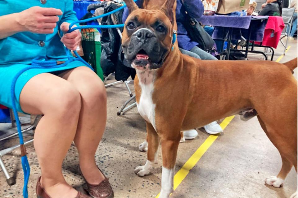 This dog's name is pure prides and impressions can't stop heinz; national dog show names 2022