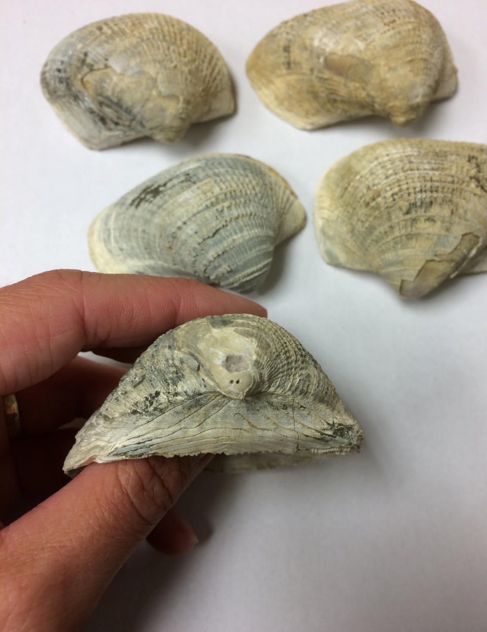 The scientists analysed the fossilised shells collected from around the world (Picture: SWNS)
