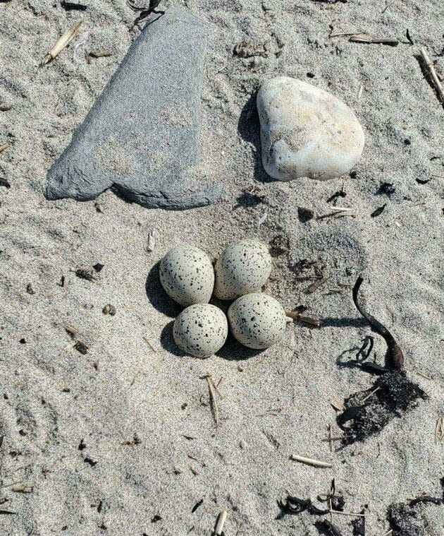 New Hampshire Fish and Game is searching for the culprit who allegedly swiped two eggs from a nest of endangered piping plovers.