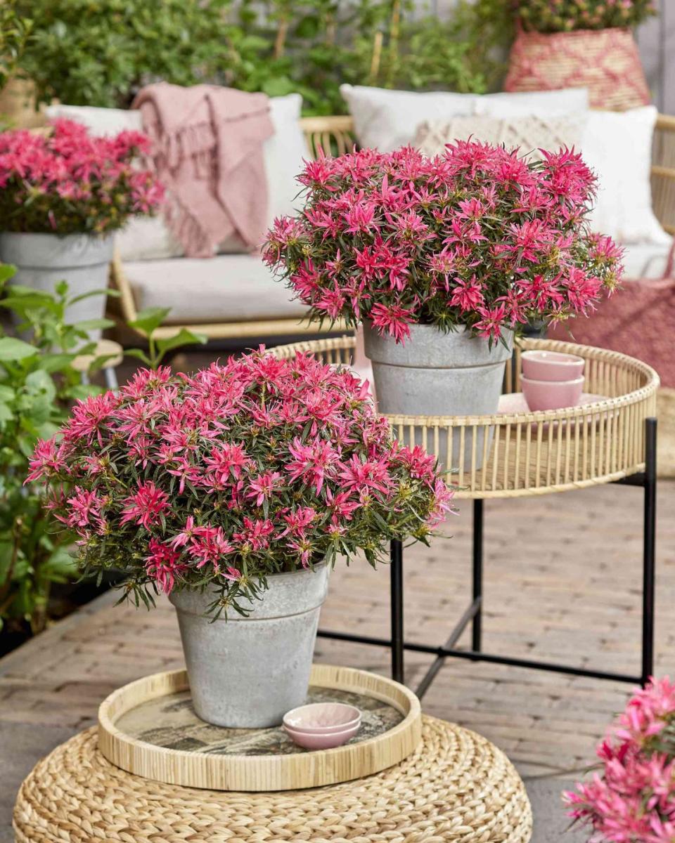 <p>A unique variety with masses of distinctive hot pink, star-shaped flowers on long, narrow pointed leaves in both spring and autumn. A compact and versatile evergreen that will bring a splash of colour to pots, borders, or even inside the house thanks to good heat and cold tolerance.</p><p>• <a href="https://www.harespringcottageplants.co.uk/" rel="nofollow noopener" target="_blank" data-ylk="slk:Hare Spring Cottage Plants;elm:context_link;itc:0;sec:content-canvas" class="link ">Hare Spring Cottage Plants</a></p>