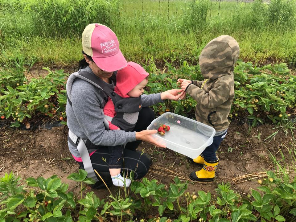 Victoria Freile and sons Luke and Joe pick strawberries at Mendon Acres on June 16, 2019.