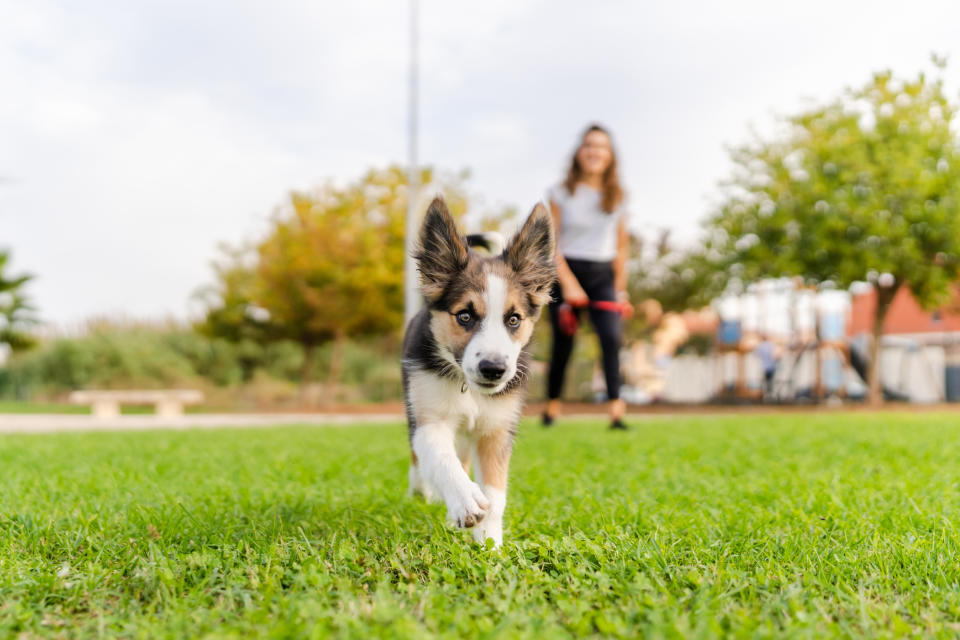 A happy dog ​​running on a meadow while a person watches in the background