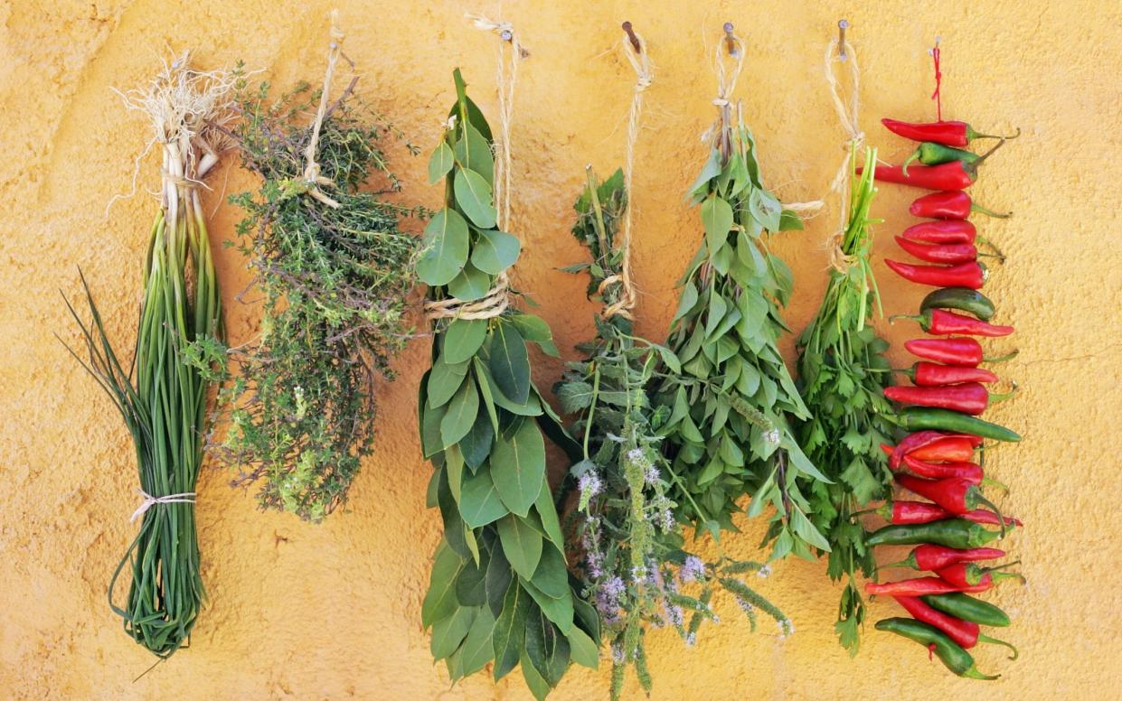 Five of the best herbs to grow in winter - Patricia Fenn