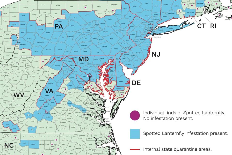 This map from the Cornell University Integrated Pest Management Program shows the reported distribution of spotted lanternflies as of Nov. 9, 2023, in the Tri-State region and neighboring areas. An online interactive map showing the greater distribution of reported infestations is available at https://lookerstudio.google.com/reporting/b0bae43d-c65f-4f88-bc9a-323f3189cd35/page/QUCkC.