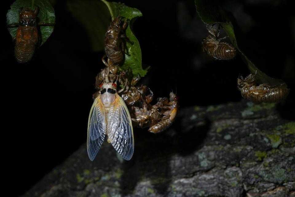 An adult periodical cicada, just after shedding its nymphal shell, and a nymph hang from a cluster of nymphal shells on a tree late Saturday, May 18, 2024, in Charleston, Ill. Trillions of once hidden baby bugs are in the air, on the trees and perching upon people's shirts, hats and even faces. (AP Photo/Carolyn Kaster)