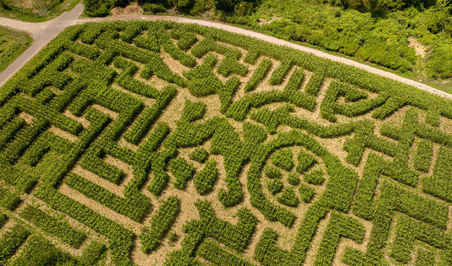 Drone view of the corn maze at Stony Hill Farms in Chester