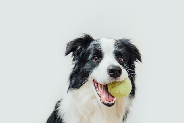 These Challenging Toys Were Made For Smart Dogs & Are Perfect For Your  Genius Pup