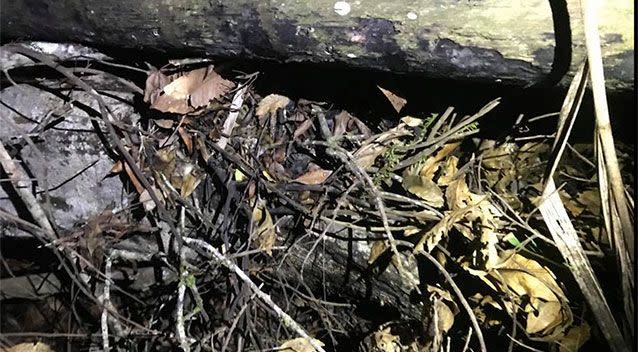 The original picture. Can you spot the snake? Source: Facebook/Sunshine Coast Snake Catchers