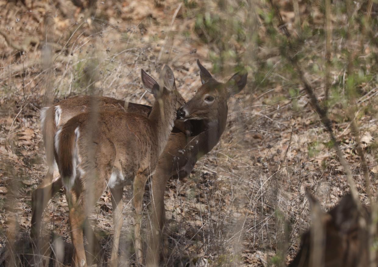 A doe grooms her juvenile fawn at Irondequoit Bay Park West in Irondequoit, New York.