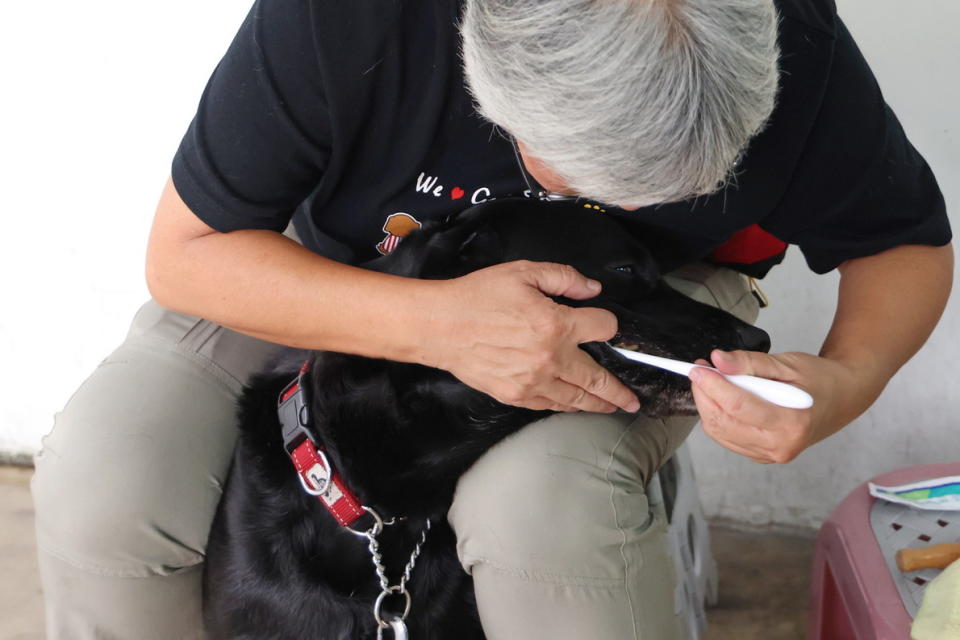 寄養家庭每天幫導盲犬清潔牙齒，照顧導盲犬的健康。圖/陳賜哿攝