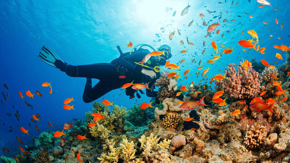 Caribbean Sea, Diving Into Water, Scuba Diving, Underwater Diving, Underwater Scuba diver explore and enjoy Coral reef Sea life - S