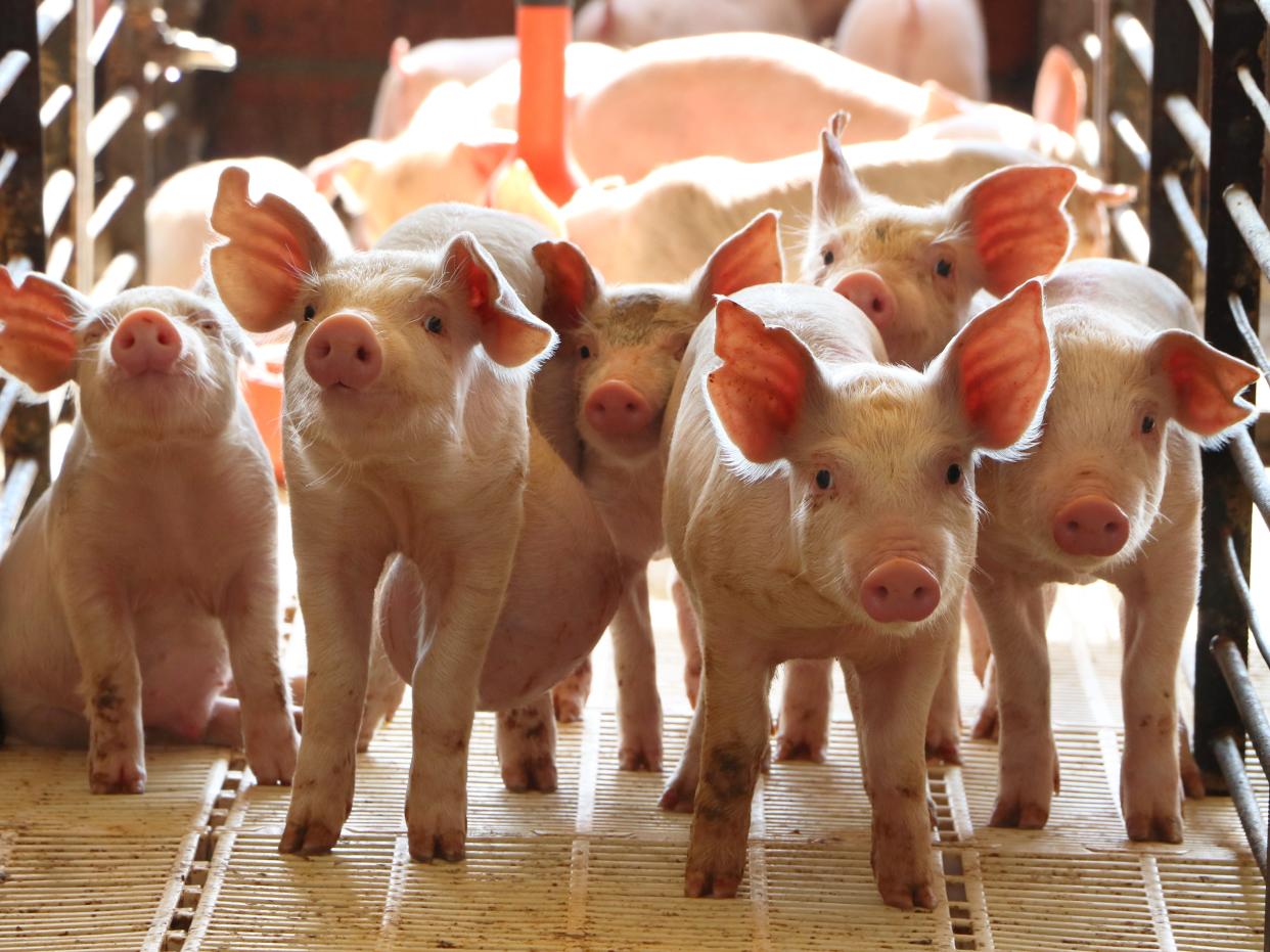 Piglets walking between railings