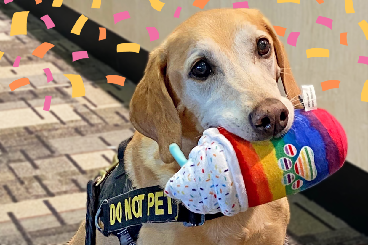 Eebbers, the Minneapolis-St Paul International Airport's passenger screening canine celebrates his retirement with a plushie drink in his mouth