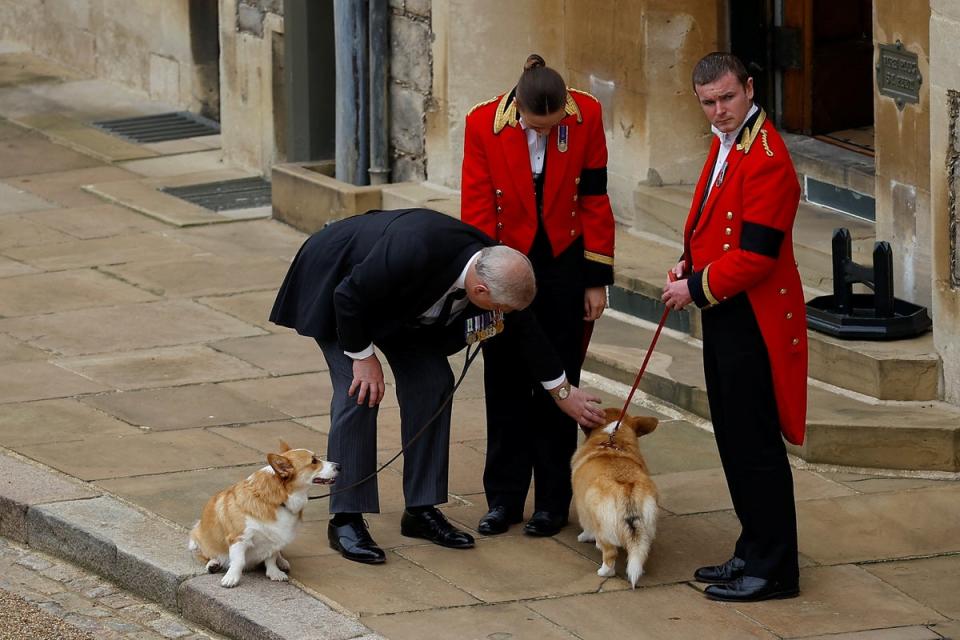 El Príncipe Andrew saludó a los corgis mientras esperaban la llegada del ataúd de la reina (REUTERS/Peter Nicholls/Pool)