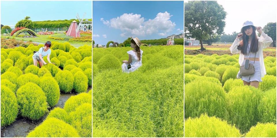 中社觀光花市首度種植了一整大片，圓滾滾又綠油油的「波波草」  Photo via: misschachadiary、applevivian72、miokui5279