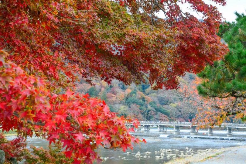 關西紅葉代表嵐山的見頃日為11月21日，相信今年賞楓人潮應該比往年少得多。