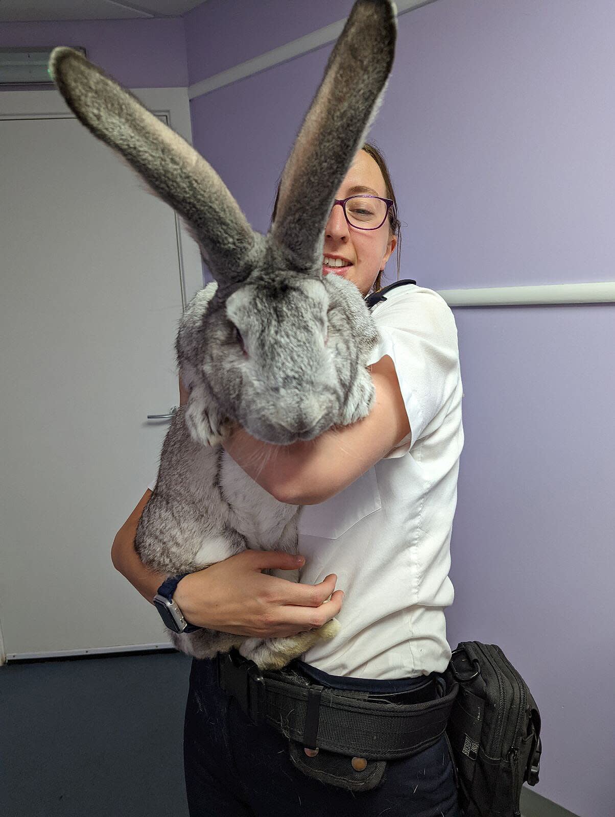 RSPCA Rescued Dozens of Giant Rabbits Believed to be Bred for Meat