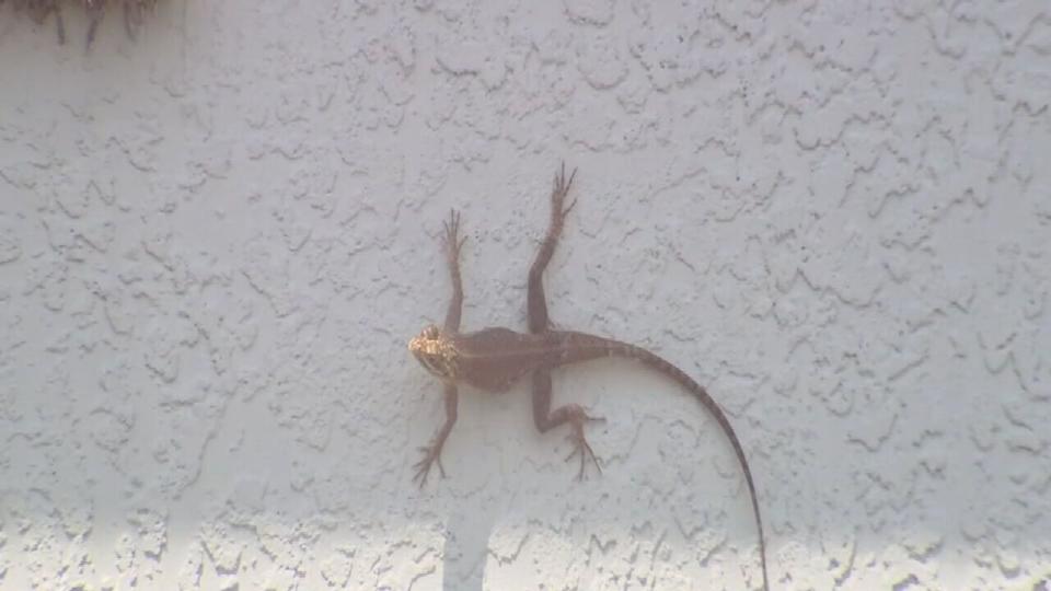 These non-native Peters’s Rock Agamas originate in Africa.