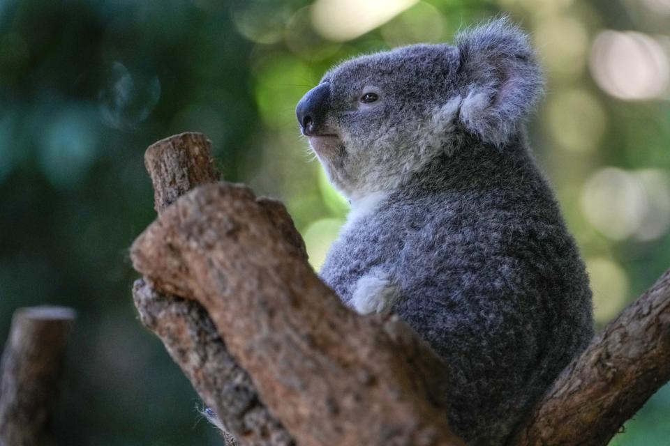 A koala sits in a tree at a koala park in Sydney, Australia, Friday, May 5, 2023. Australian scientists have begun vaccinating wild koalas against chlamydia in a pioneering field trial in New South Wales. The aim is to test a method for protecting the beloved marsupials against a widespread disease that causes blindness, infertility and death. (AP Photo/Mark Baker)