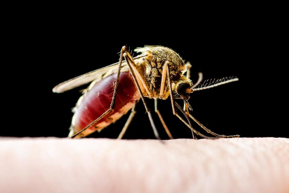 A mosquito feeding on a person.